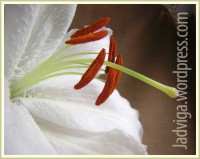 belaja lilija 